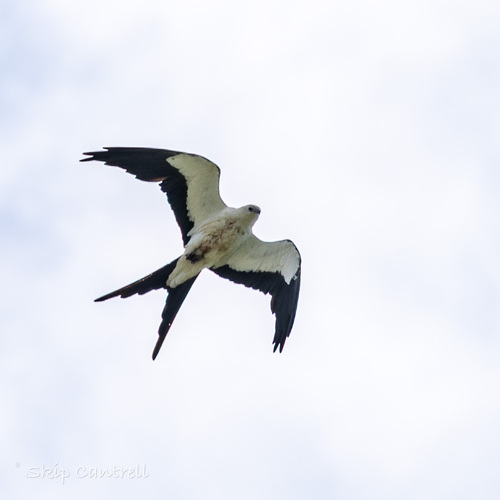 Elanio tijereta (Elanoides forficatus)