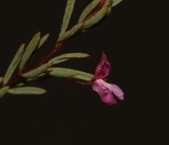 Indigofera filicaulis