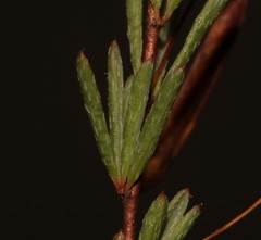 Indigofera filicaulis