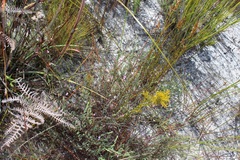Indigofera filicaulis