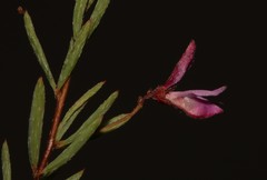 Indigofera filicaulis