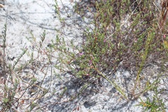 Indigofera filicaulis