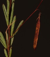 Indigofera filicaulis