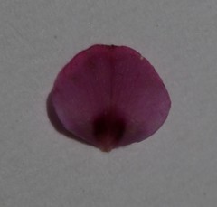 Indigofera filicaulis