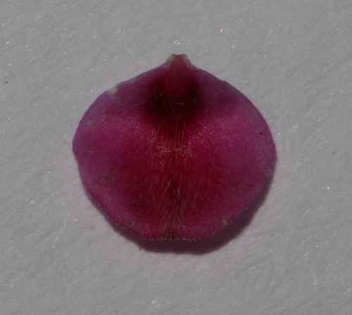 Image of Indigofera filicaulis by (c) Brian du Preez, some rights reserved (CC BY-SA)