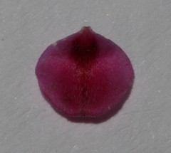 Indigofera filicaulis