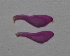 Indigofera filicaulis