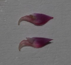 Indigofera filicaulis