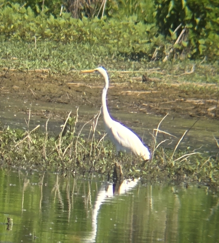 Great Egret