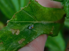 Psyllobora nana