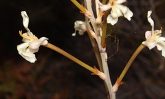 Tritoniopsis nervosa