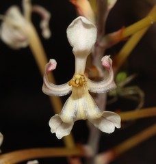 Tritoniopsis nervosa