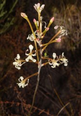 Tritoniopsis nervosa