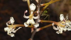 Tritoniopsis nervosa