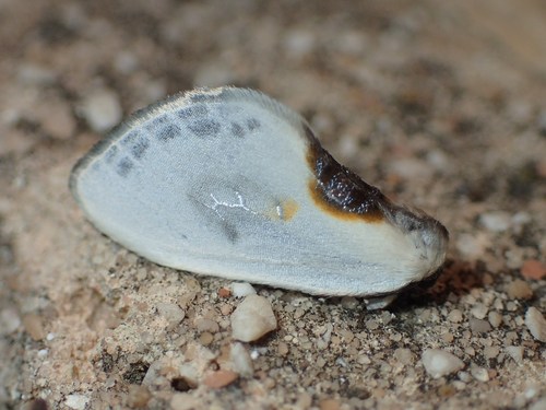 Cilix hispanica Pérez De-Gregorio, Torruella, Miret, Rondós Casas & Vallhonrat