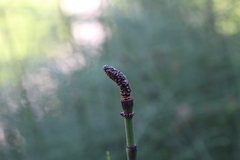 Equisetum
