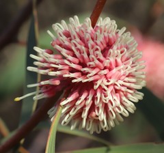 Hakea laurina
