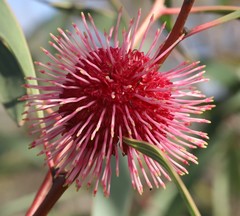 Hakea laurina