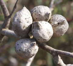 Hakea laurina