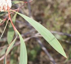Hakea laurina