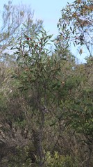 Hakea laurina