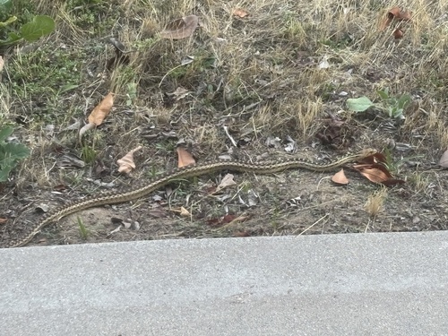 Gopher Snake observed by hands2020