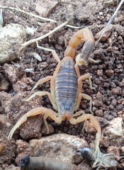 Leiurus hebraeus