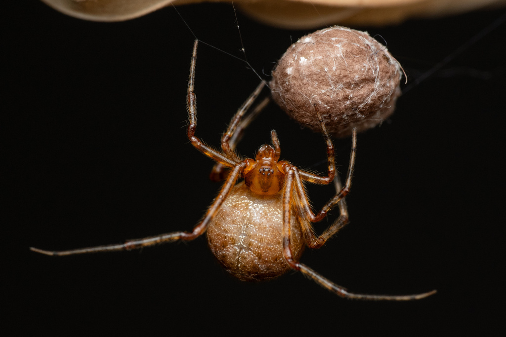 cobweb spiders