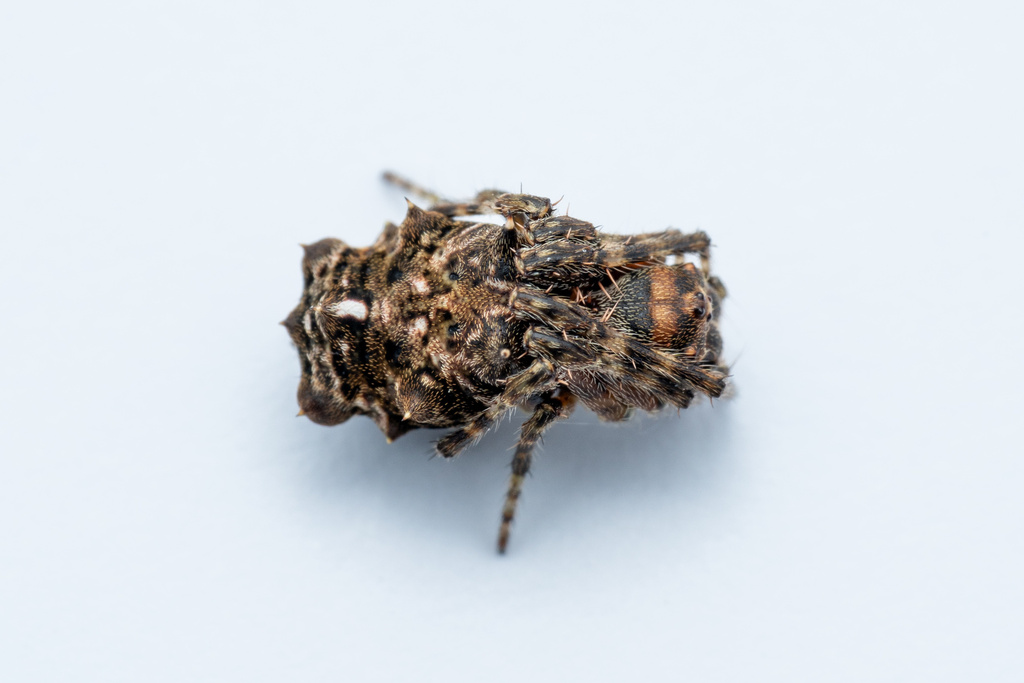Wagneriana transitoria