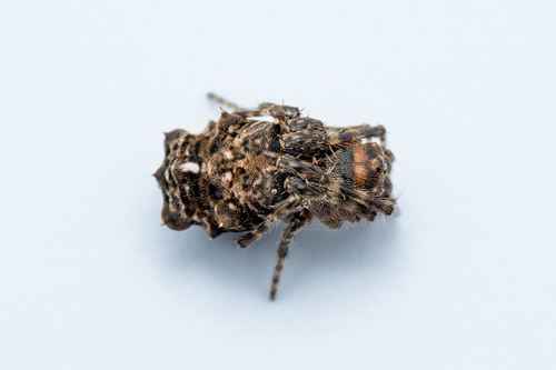 Wagneriana transitoria