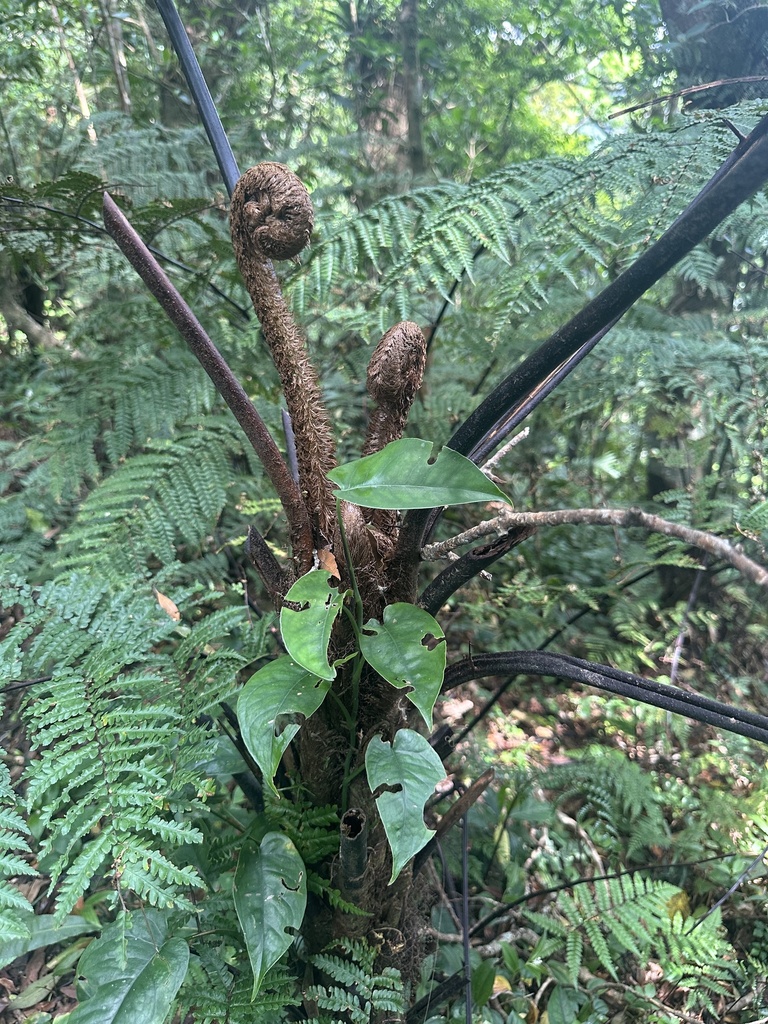 Gymnosphaera salvinii