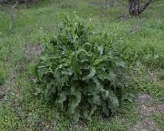 Rumex crispus