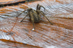 Phoneutria eickstedtae