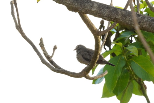 Common Ground Dove observed by birdwatcher312