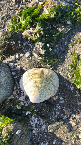 Leukoma staminea