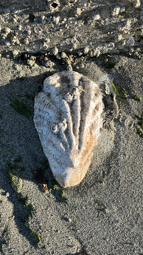 Magallana gigas