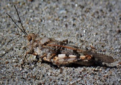 Heliastus sumichrasti