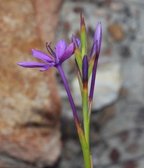 Thereianthus longicollis