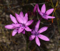 Thereianthus longicollis