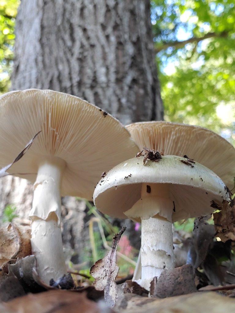 Deathcap · May 2026 · photo: Photo: (c) Alex, some rights reserved (CC BY) · iNaturalist