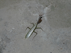Pseudoxyopsidini