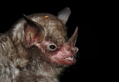 Carollia subrufa