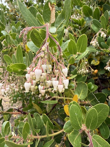 Arctostaphylos insularis, photograph 5