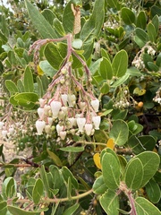 (c) Devon Bradley, some rights reserved (CC BY) Arctostaphylos insularis, photograph (c) Devon Bradley, some rights reserved (CC BY)