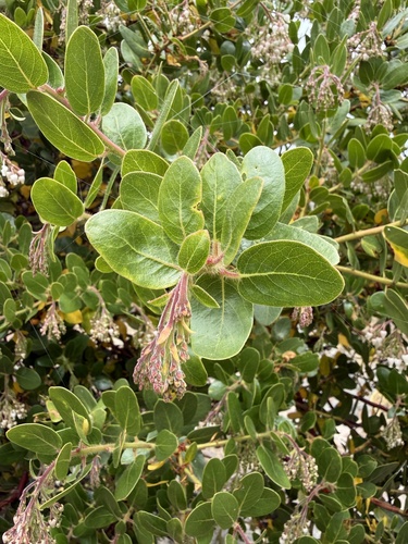 Arctostaphylos insularis, photograph 6