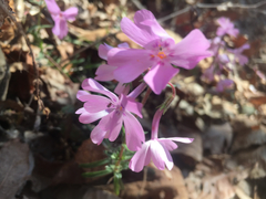 Phlox nivalis