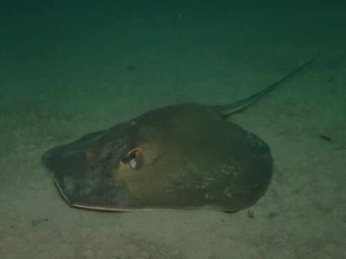 Hemitrygon fluviorum