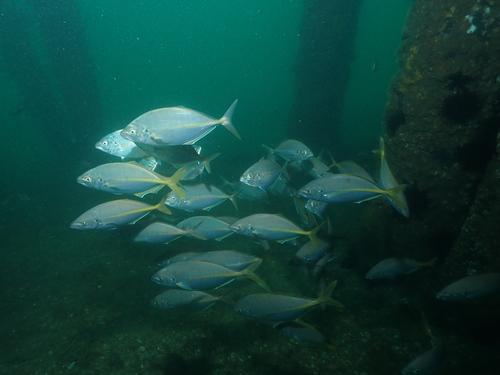 Pseudocaranx georgianus