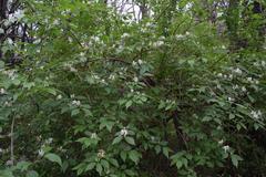 Lonicera maackii