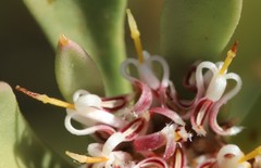 Isopogon buxifolius